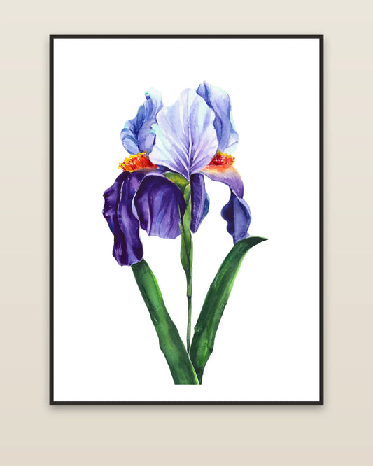 Blue Iris framed on a wall