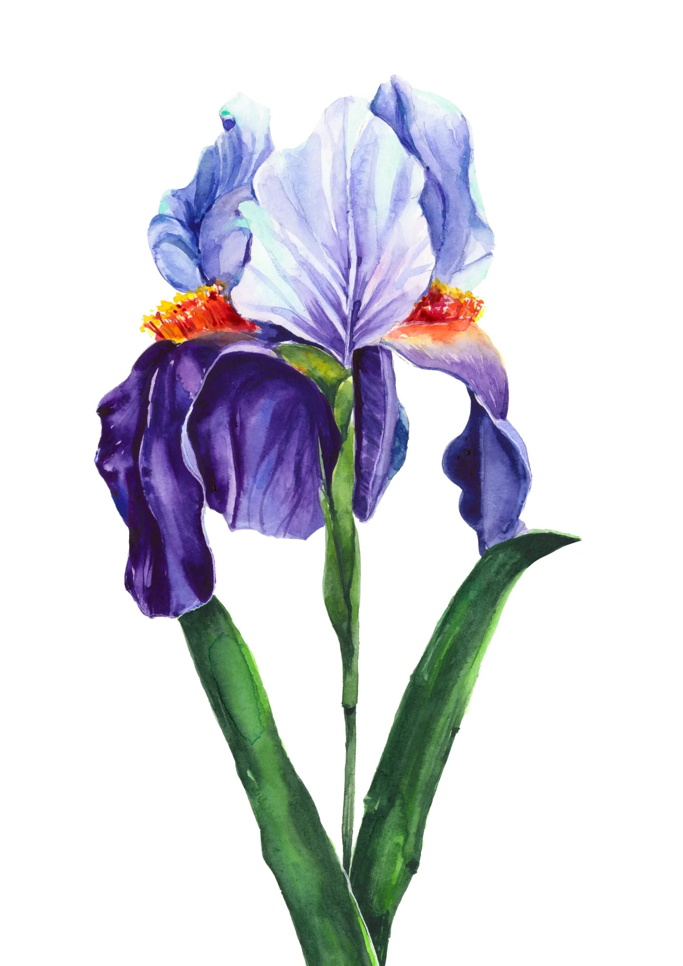Blue Iris