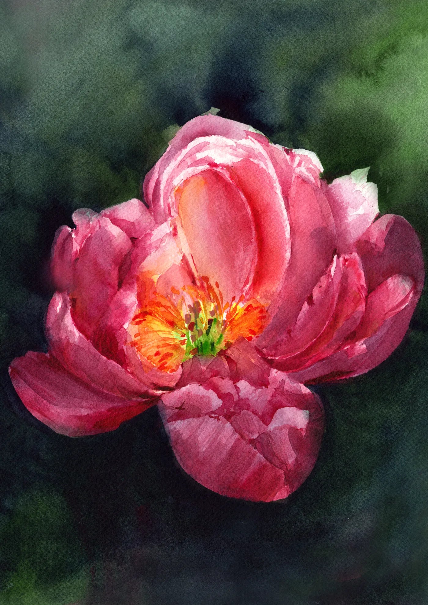 Midnight Peony