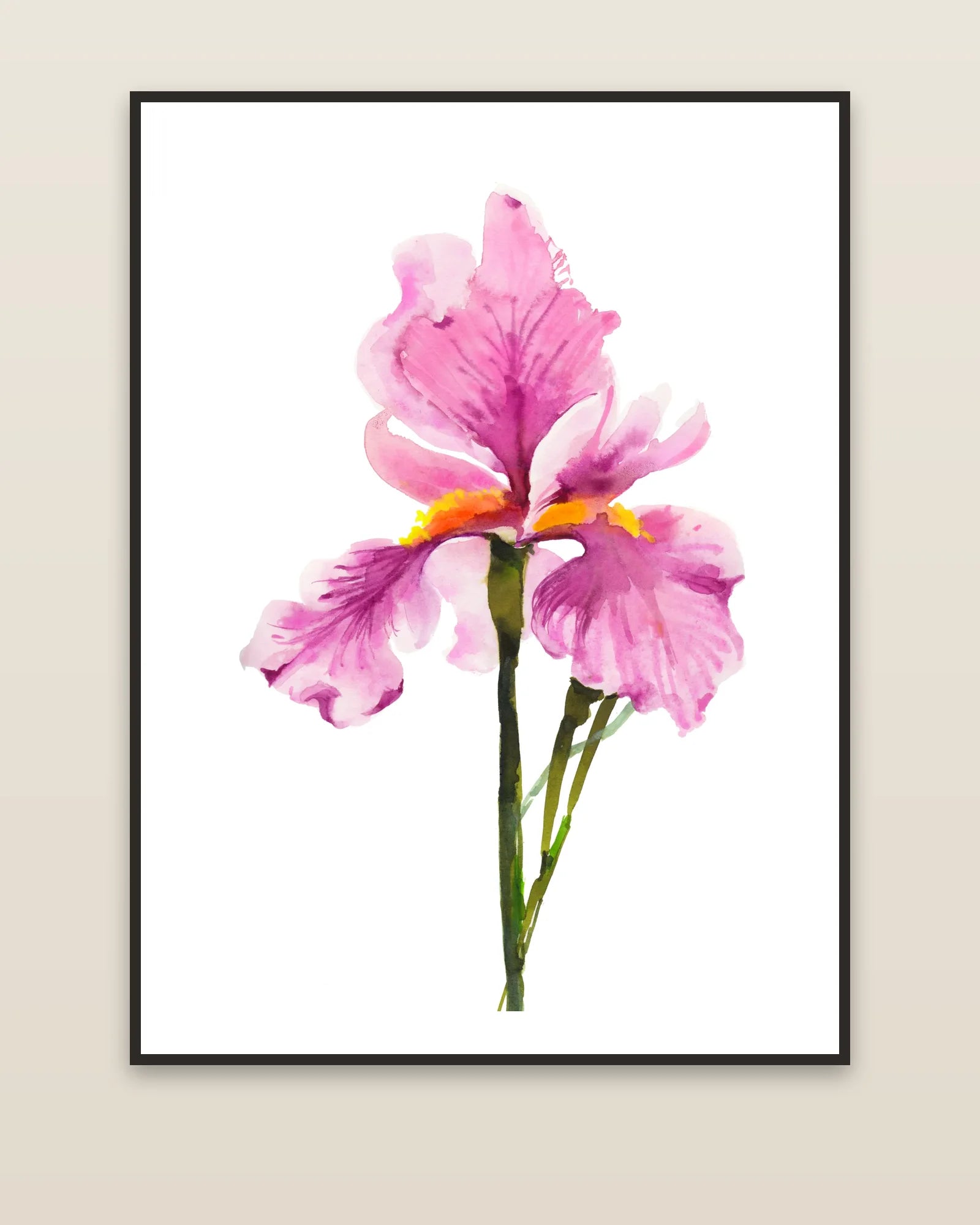 Pink Iris framed on a wall