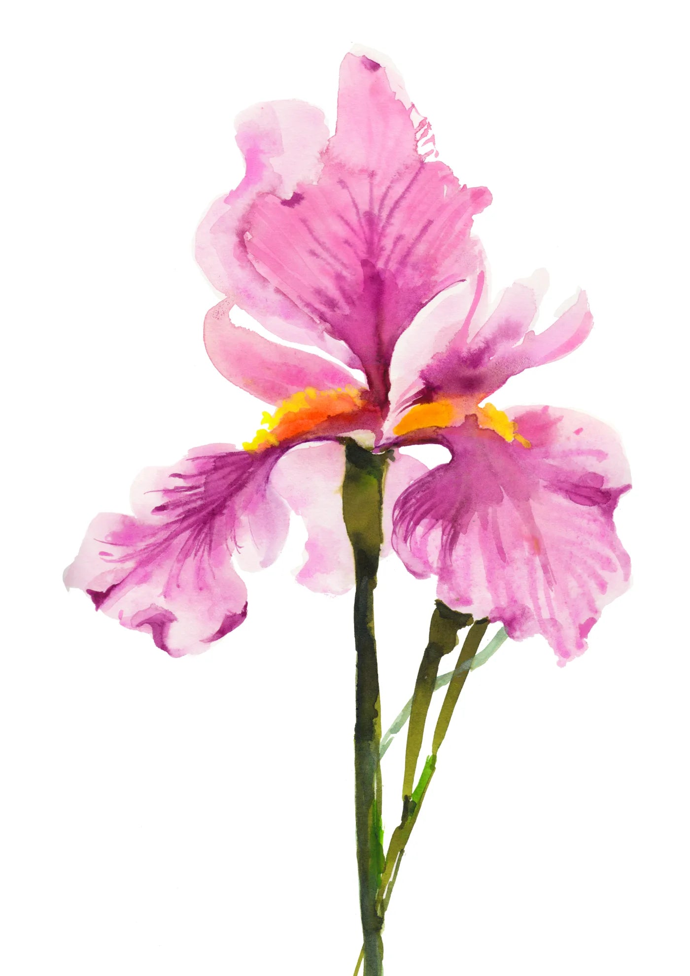 Pink Iris